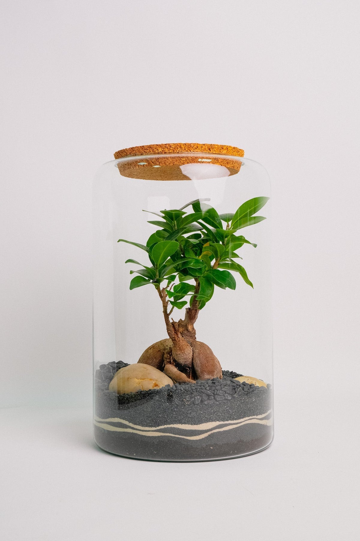 Compoziție Terariu Ginseng