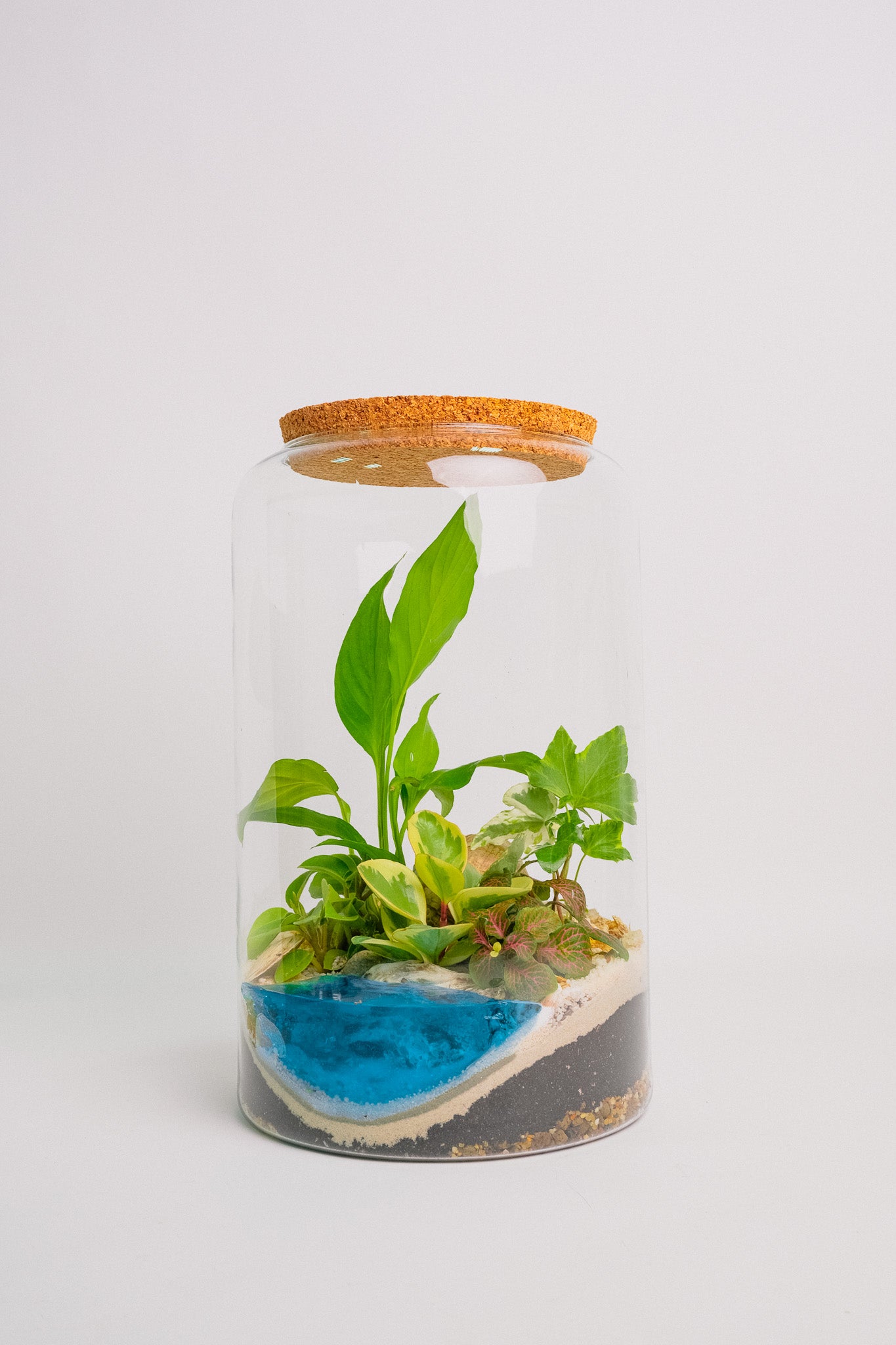 Terariu plante tropicale marimo max