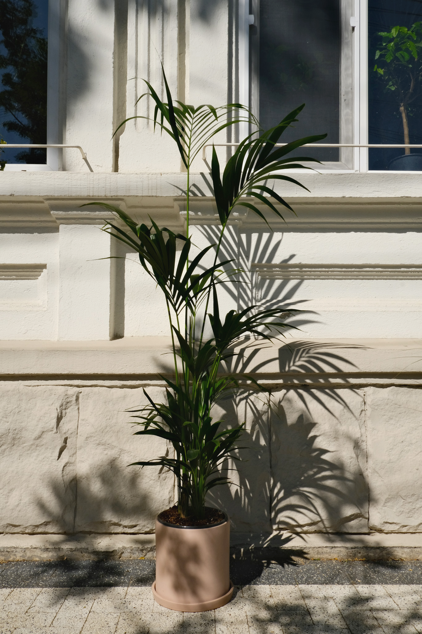 Howea Forsteriana - Image 20