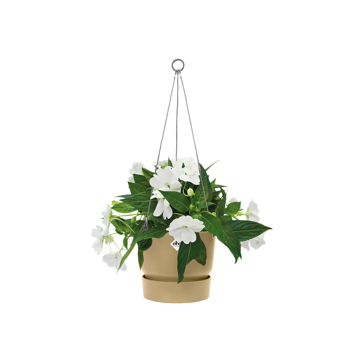 Greenville hanging basket