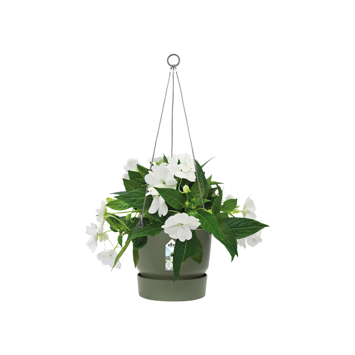 Greenville hanging basket