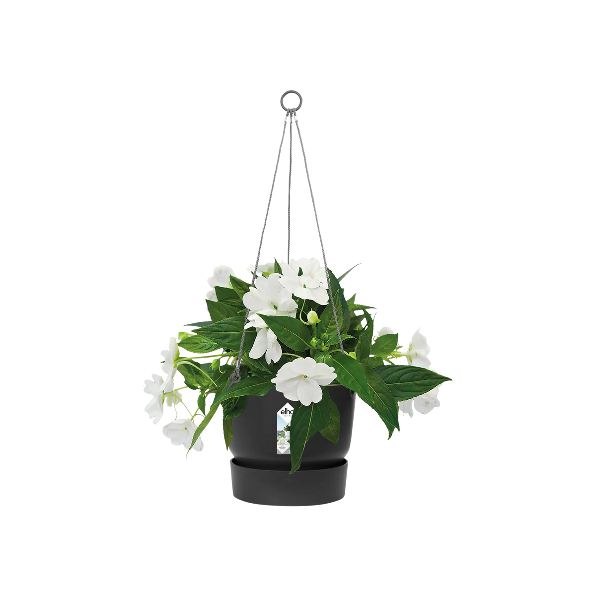 Greenville hanging basket