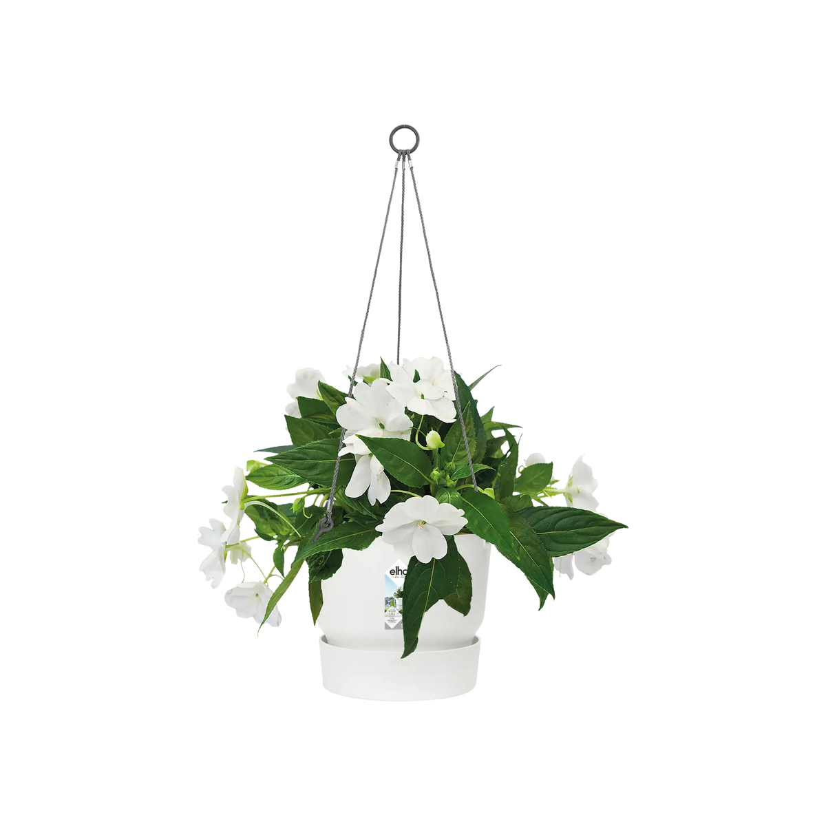 Greenville hanging basket