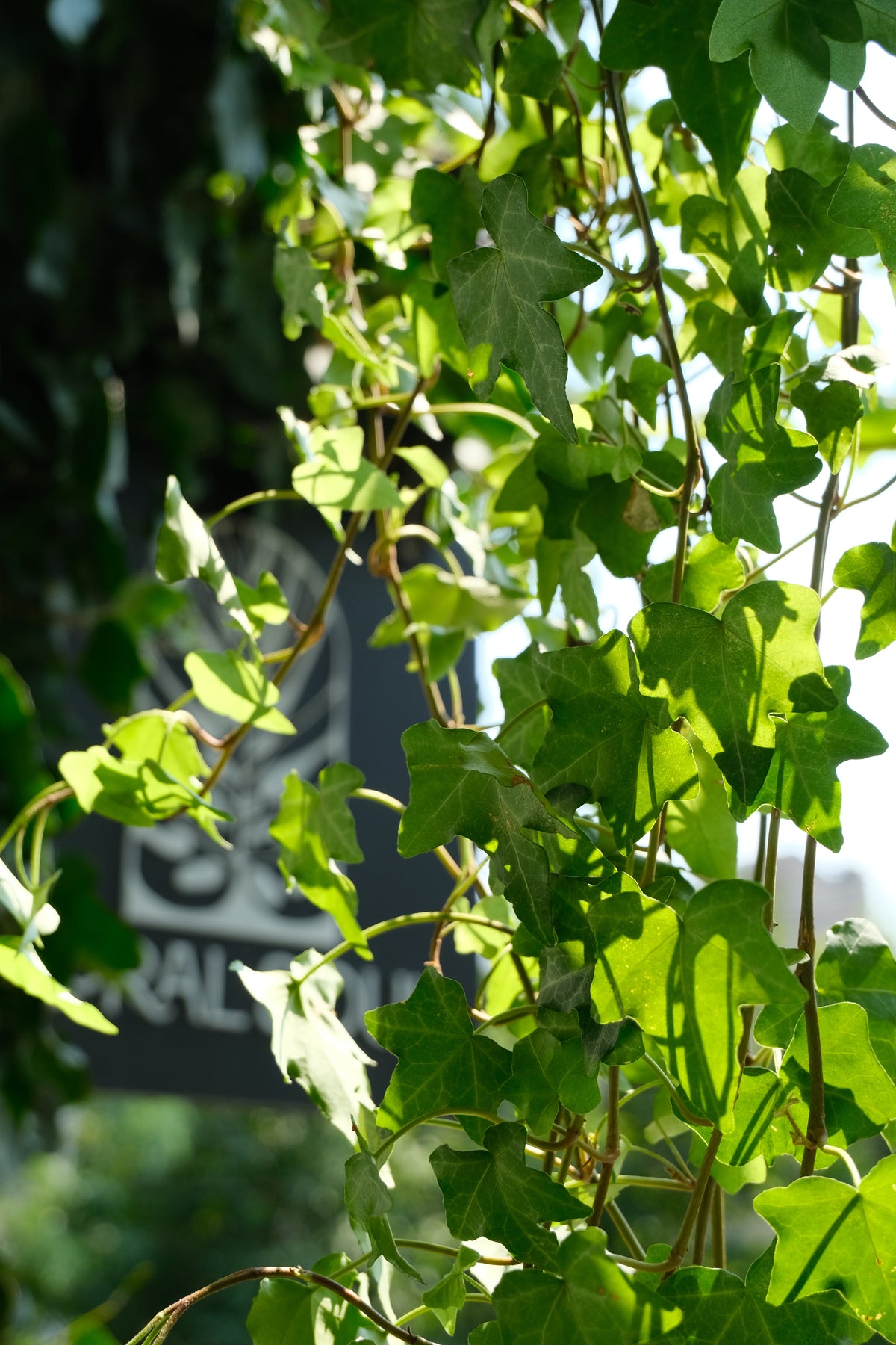 Hedera Helix Pittsburgh