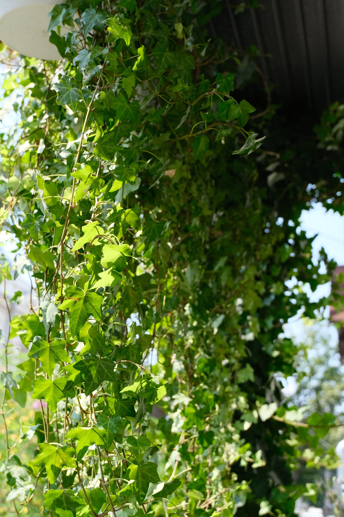 Hedera Helix Pittsburgh