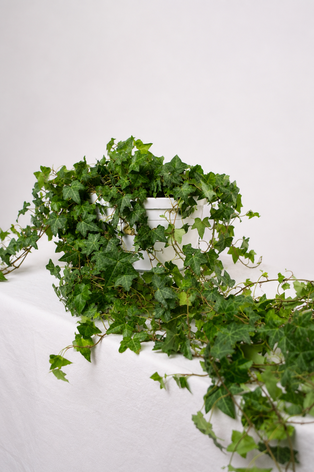 Hedera Helix Pittsburgh