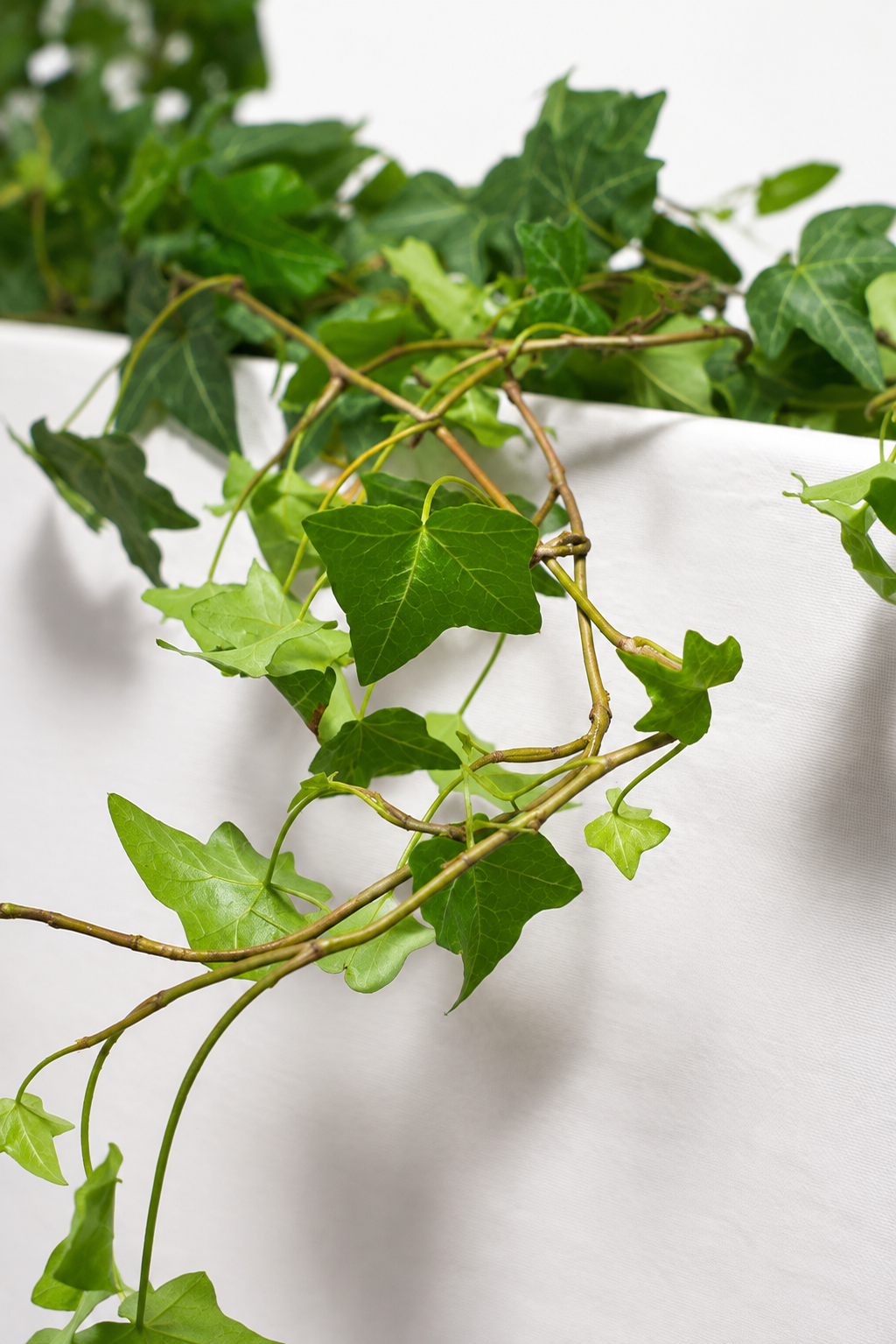 Hedera Helix Pittsburgh
