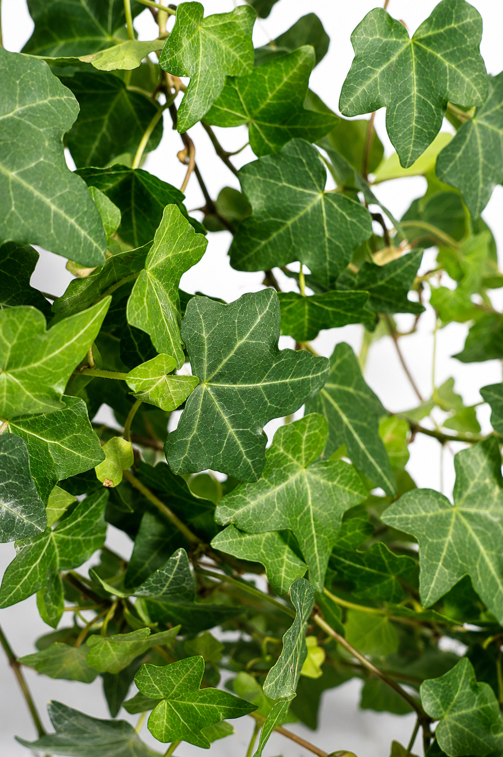 Hedera Helix Pittsburgh