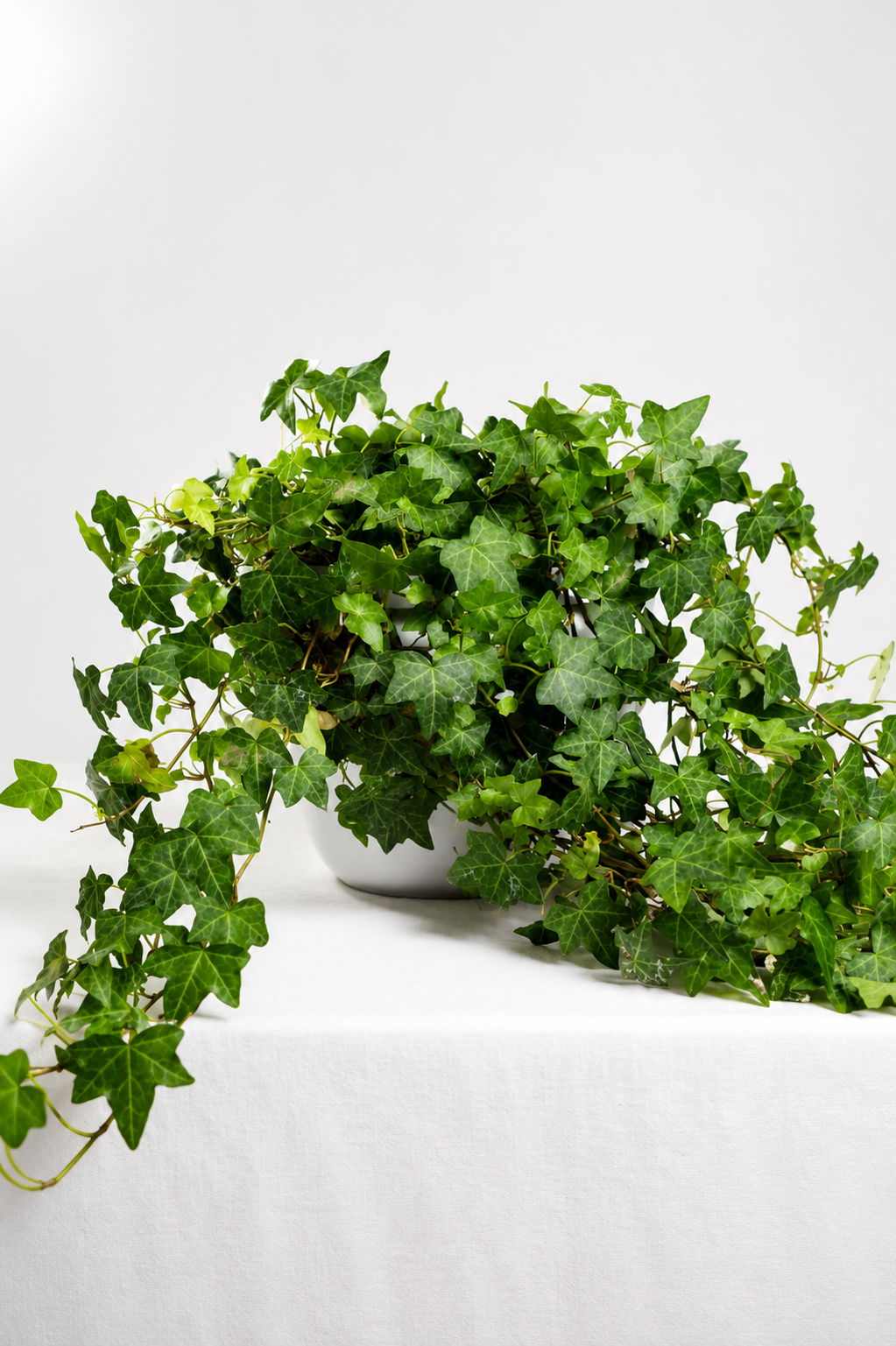 Hedera Helix Pittsburgh