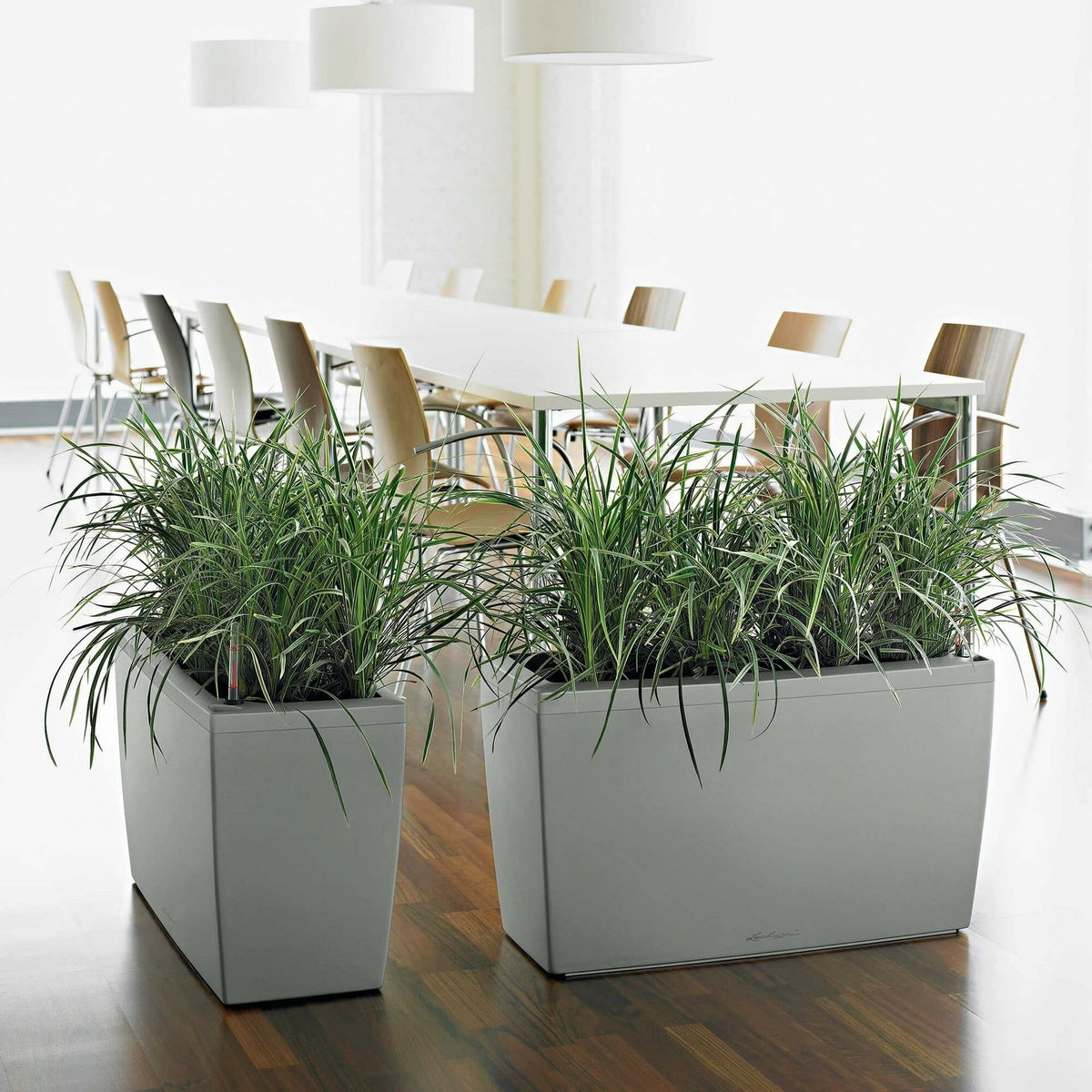 CARARO Premium