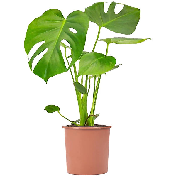 Monstera Deliciosa