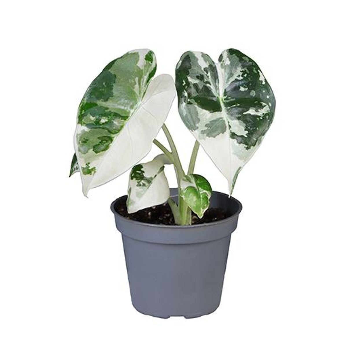 Alocasia micholitziana
