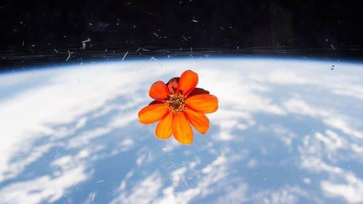 Ce trebuie să învețe un iubitor de plante de la experimentele NASA