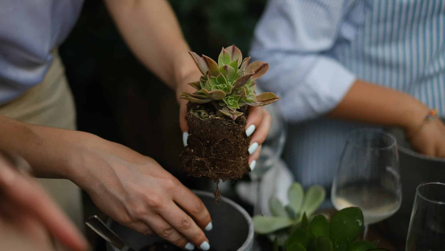 Grija de plante și sănătatea mintală: beneficiile de a te murdări de pământ pe mâini