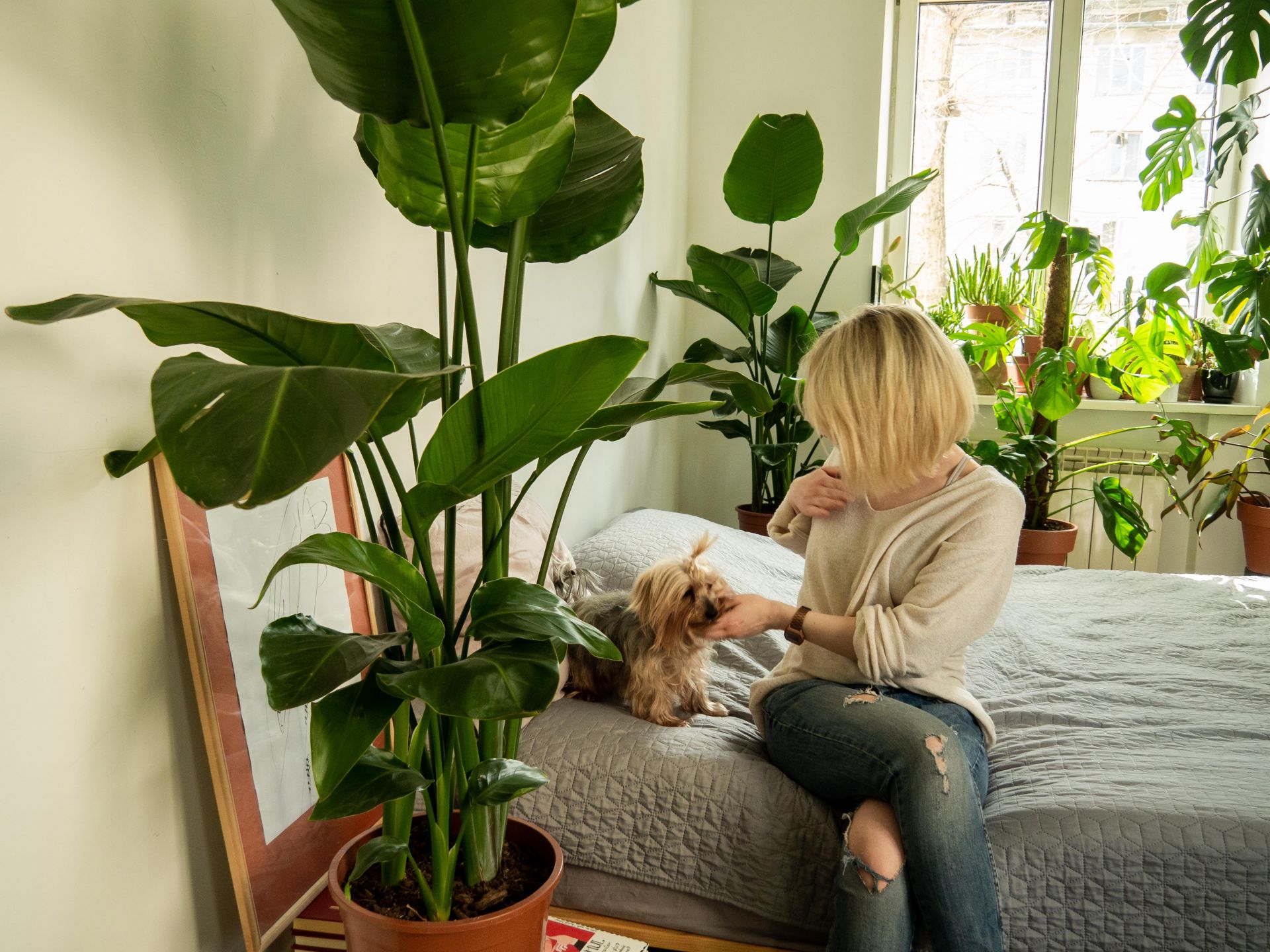 De ce să trăiești printre plante este bine pentru tine