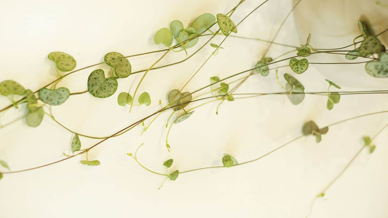 În luna lui Cupidon, dragostea are nevoie de grijă și de…plante cu frunze în formă de inimă