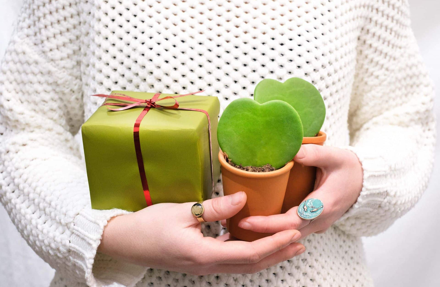 Dacă ești în căutare de cadouri de Crăciun, nu căuta departe. Floral Soul ți-a pregătit top 5 plante de sărbători