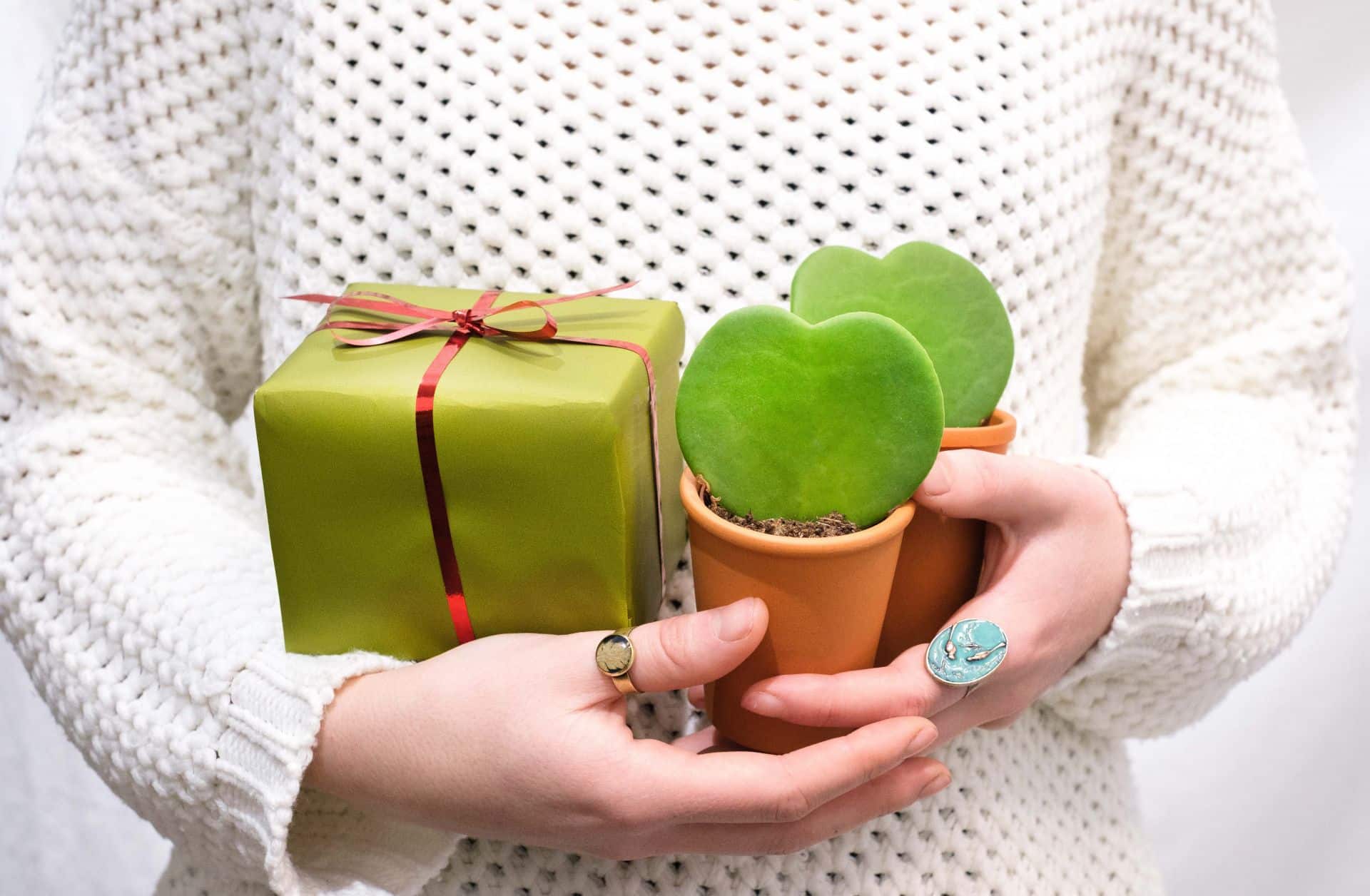 Dacă ești în căutare de cadouri de Crăciun, nu căuta departe. Floral Soul ți-a pregătit top 5 plante de sărbători