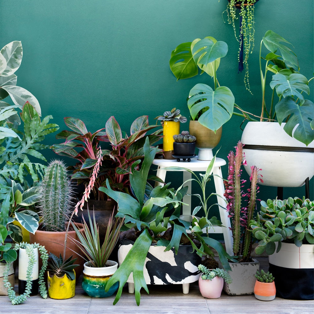 Orangeria Floral Soul prin lentila comunității globale de plante