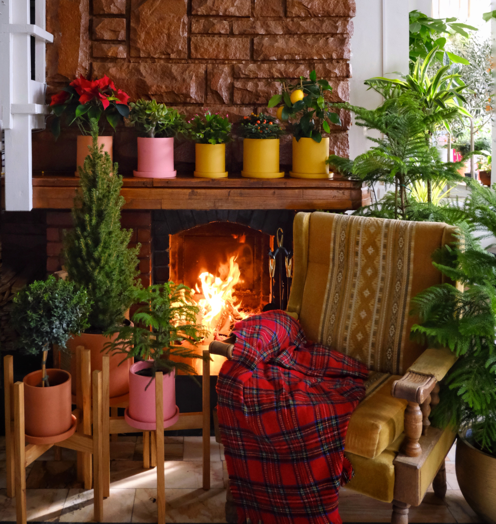 Crăciunul în culori naturale: plantele care îți vor înfrumuseța decorul sărbătorilor