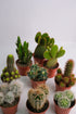 Cactus Mix - Image 1