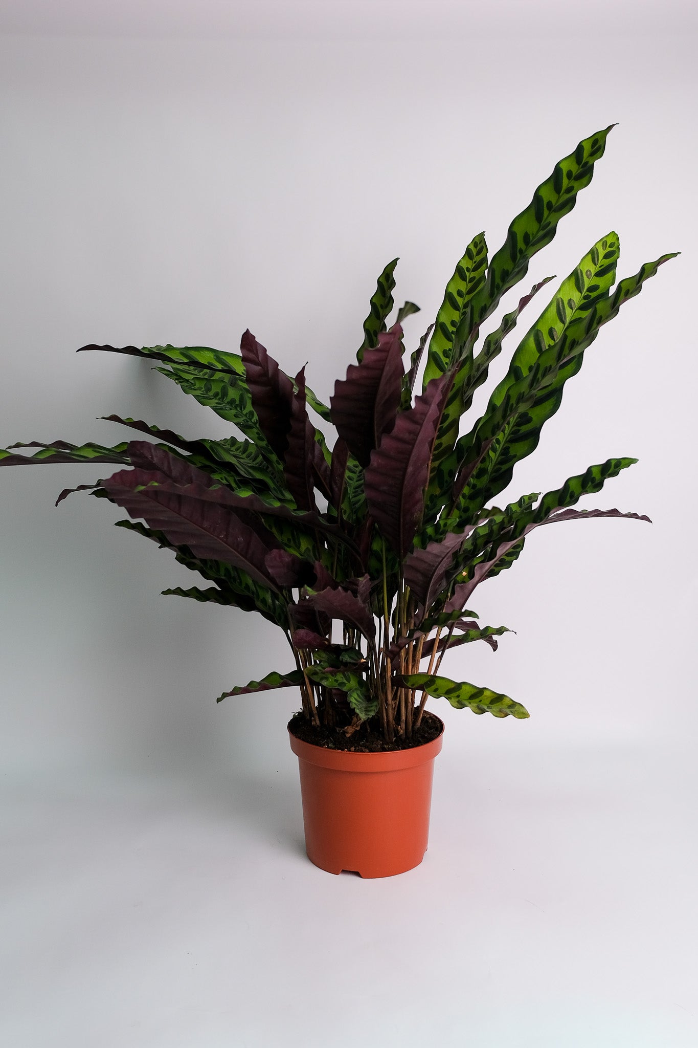 Calathea Insigne - Image 1