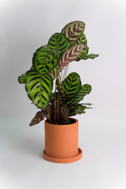 Calathea Makoyana - Image 0