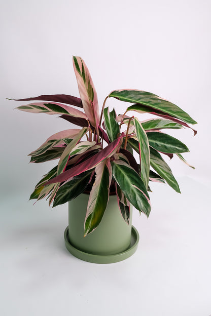 Calathea Triostar - Image 1