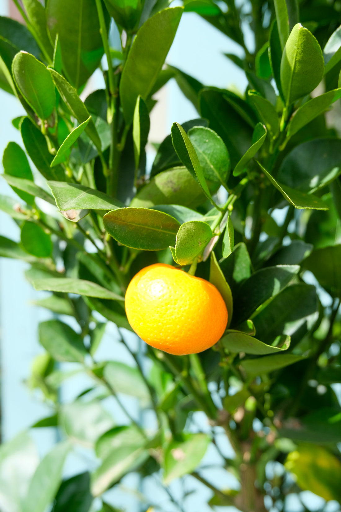 Citrus Calamondin on Stem - Image 1