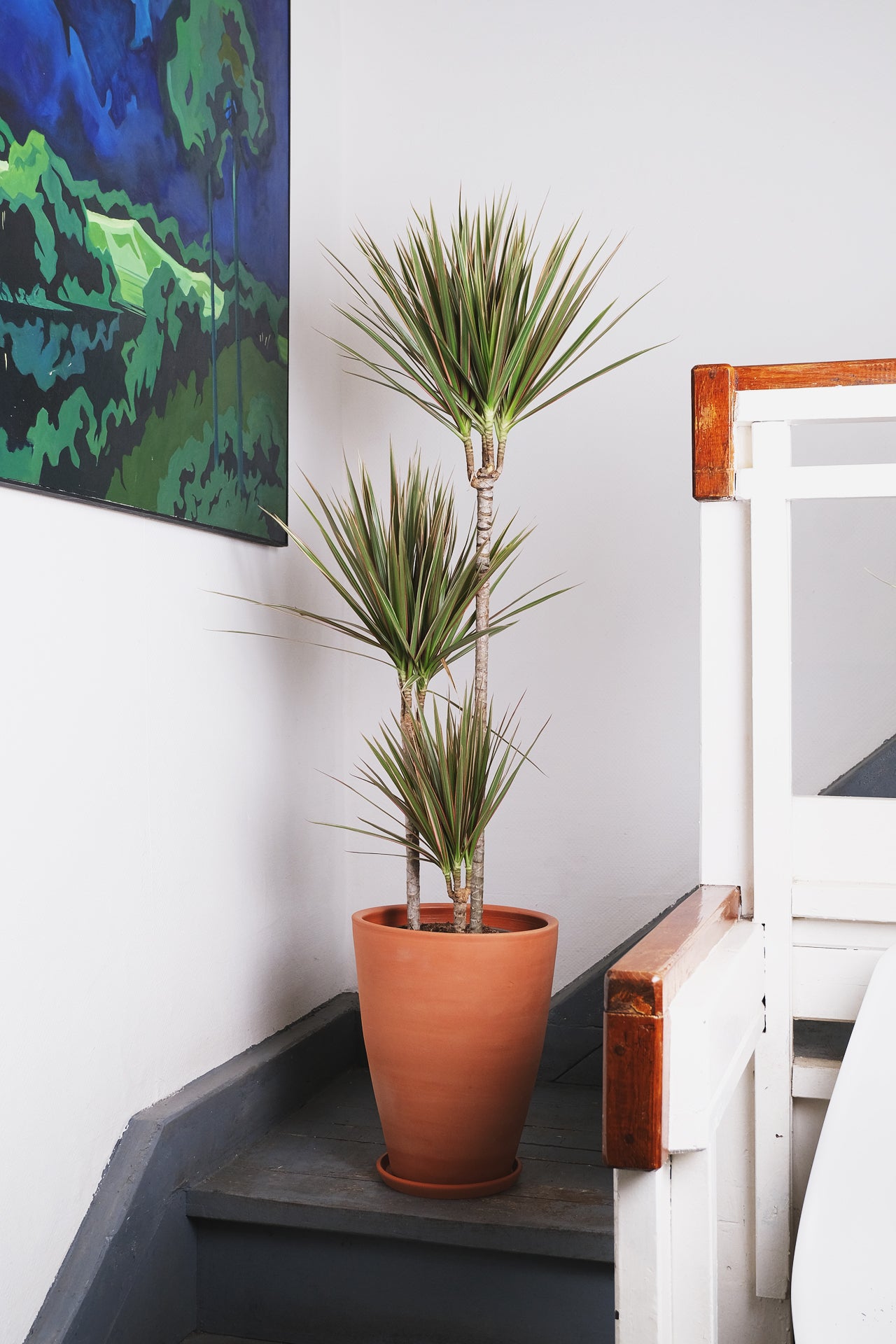 Dracaena Bicolor - Image 1