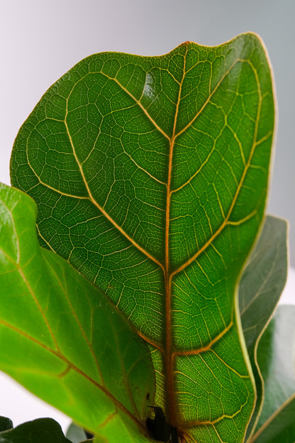 Ficus Lyrata Branched - Image 1