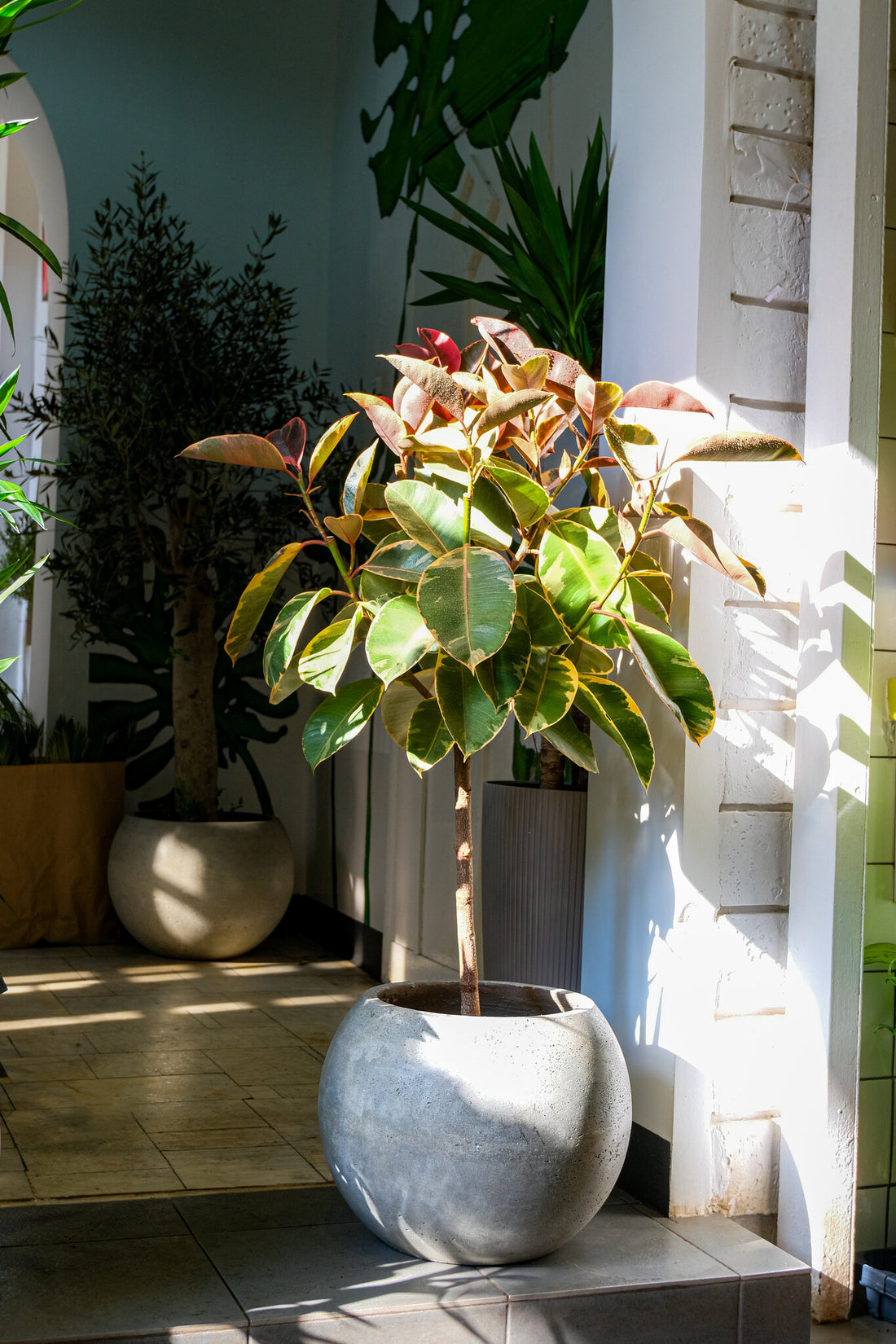 Ficus Belize on Stem - Image 1