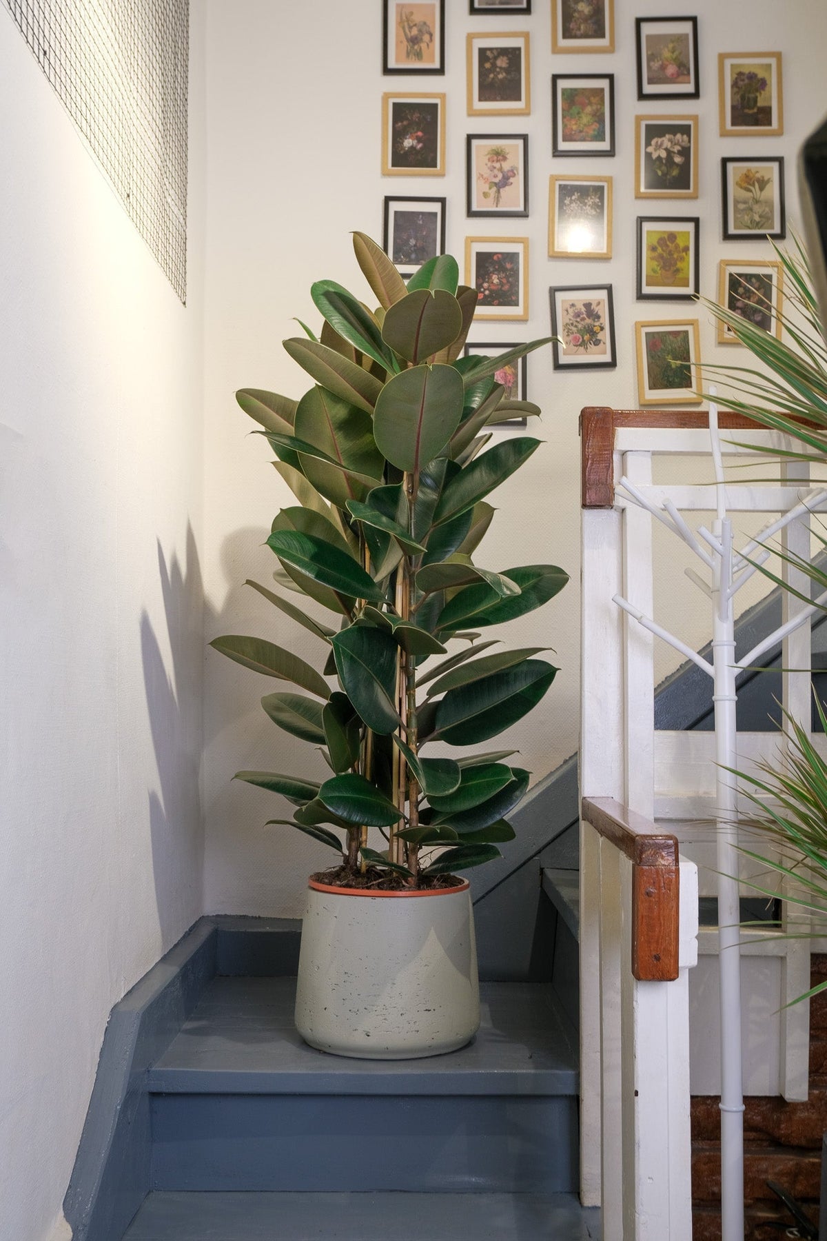 Ficus Robusta