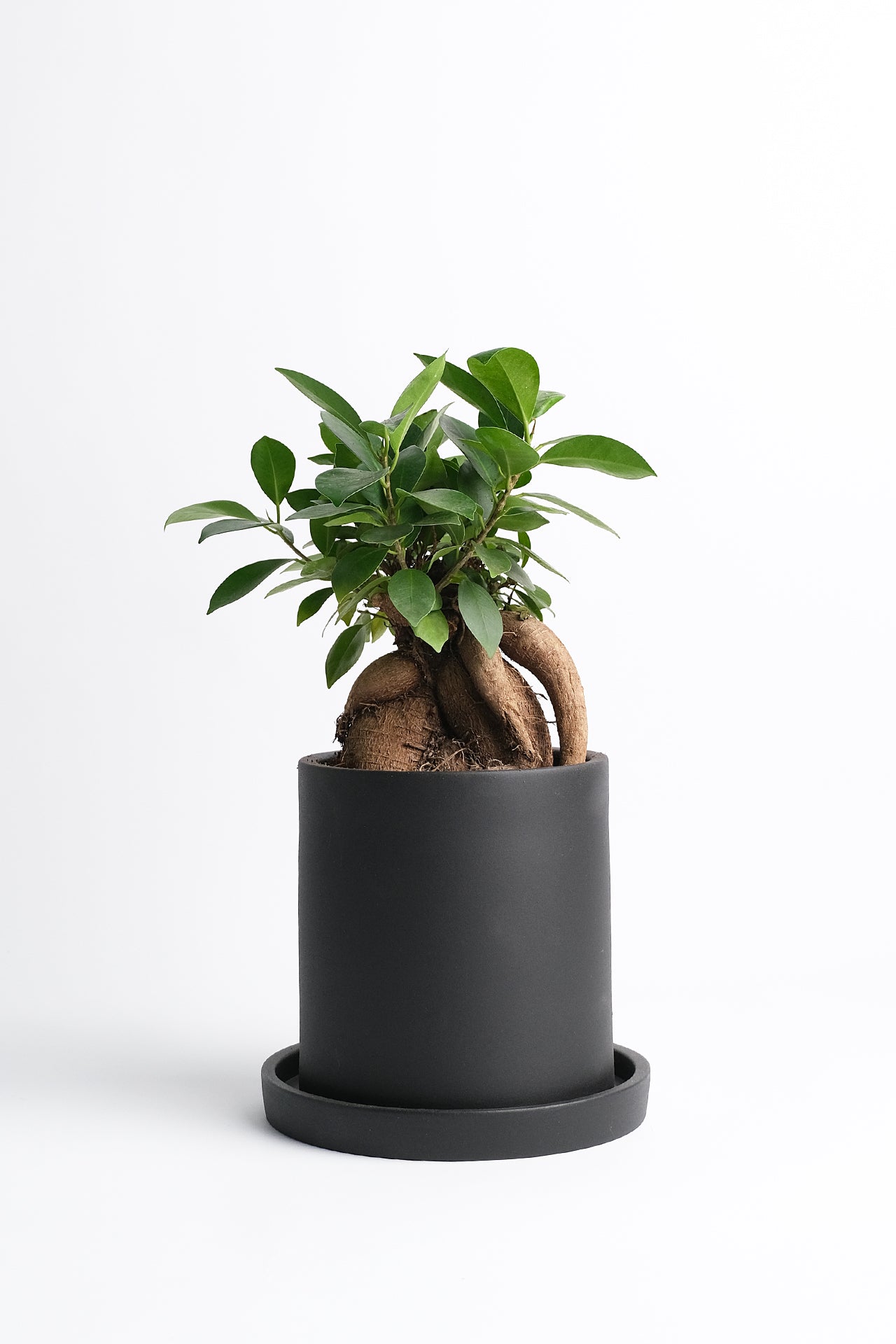 Ficus Ginseng - Image 1