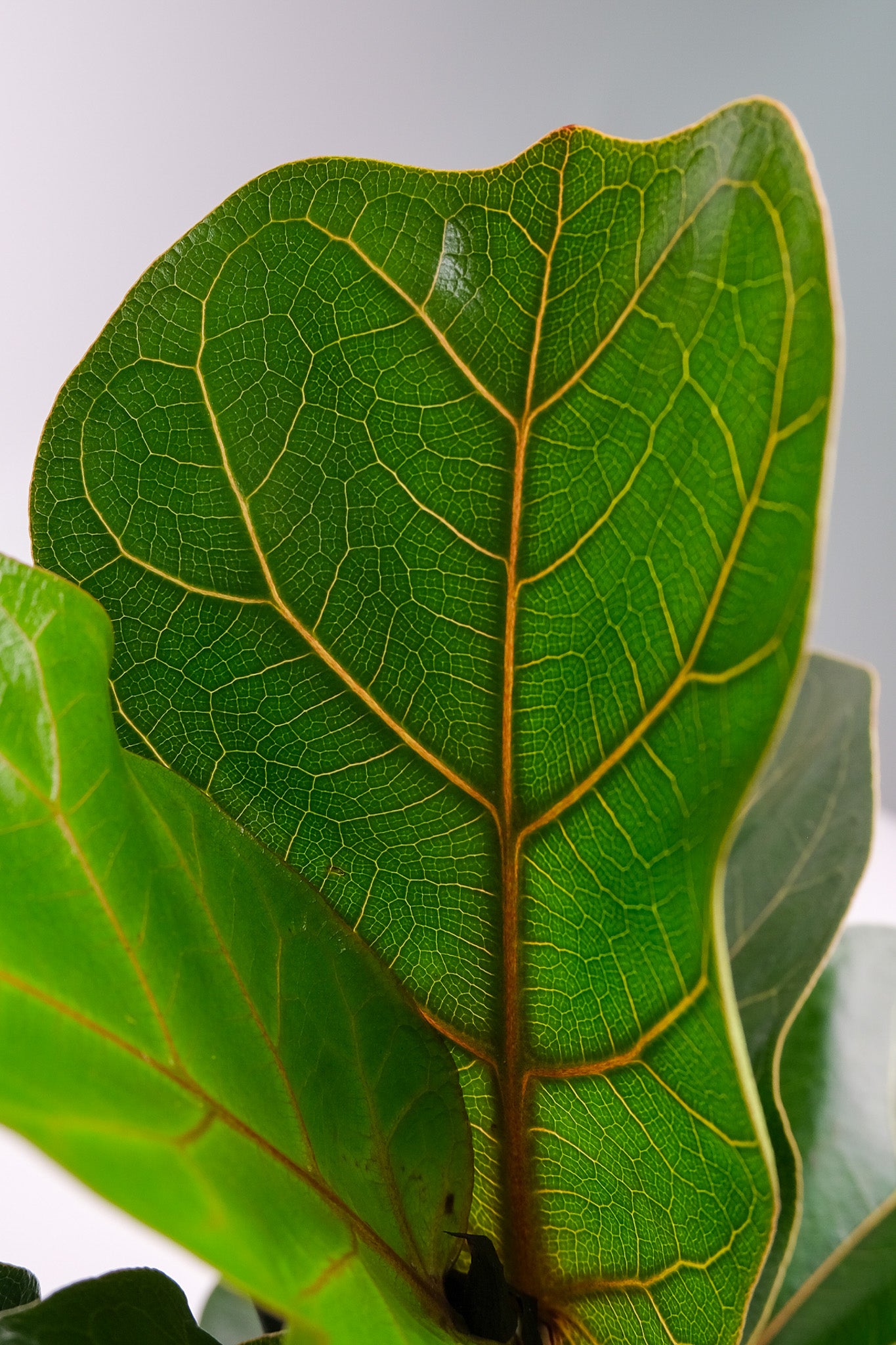 Ficus Lyrata - Image 1