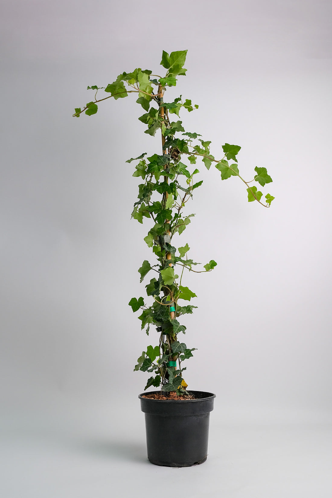 Hedera exterior - Image 1