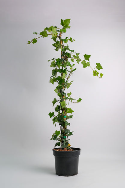 Hedera exterior - Image 1