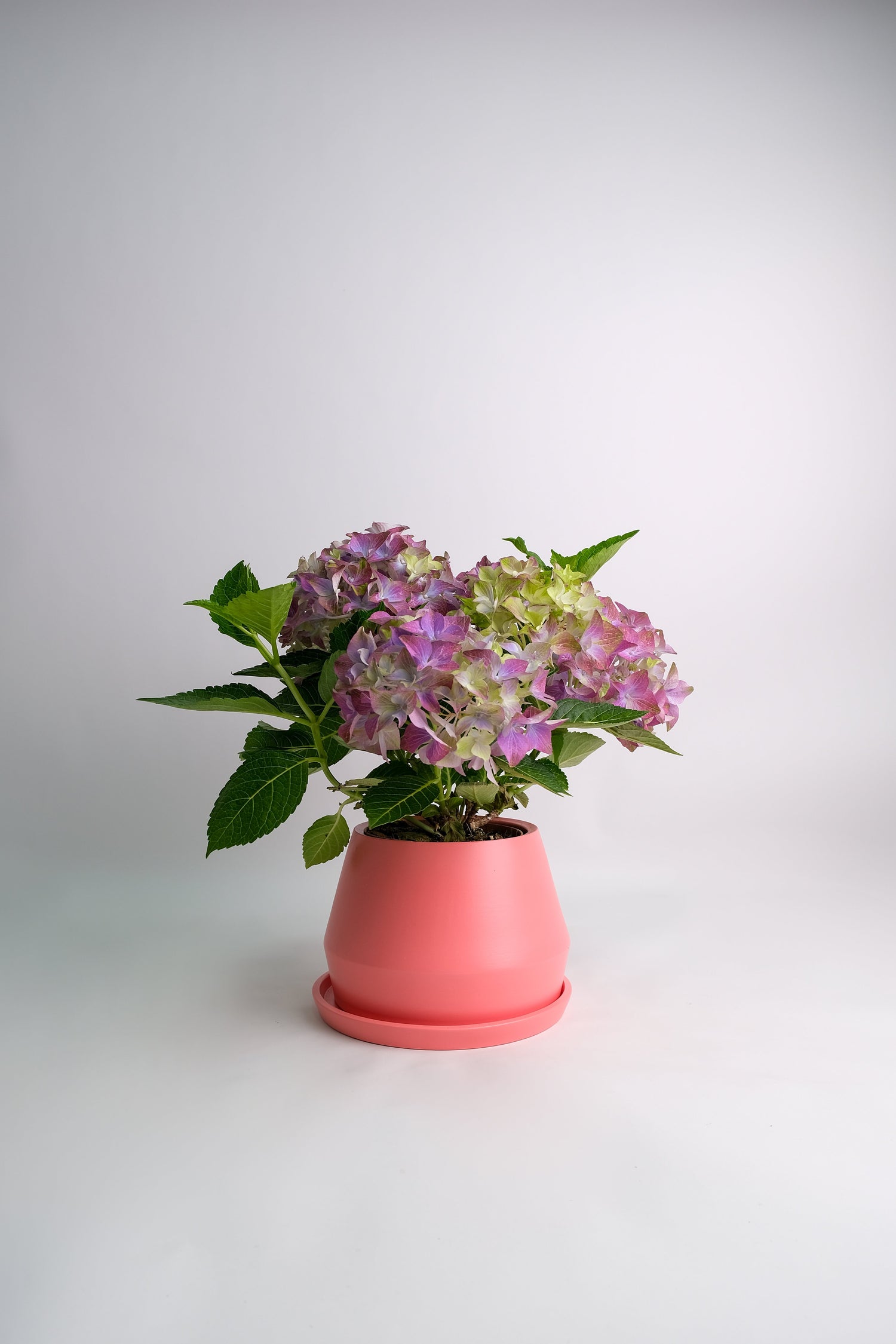 Hortensie blue - Image 1