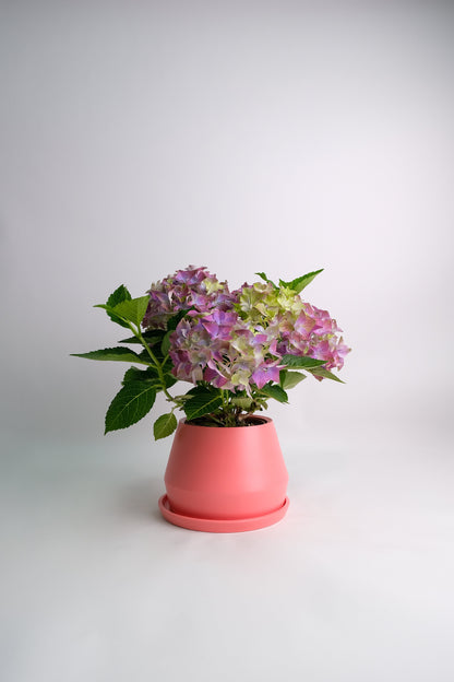 Hortensie blue - Image 1