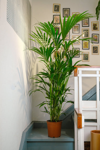 Howea Forsteriana - Image 1