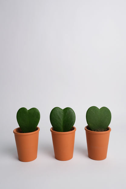 Hoya heart - Image 0