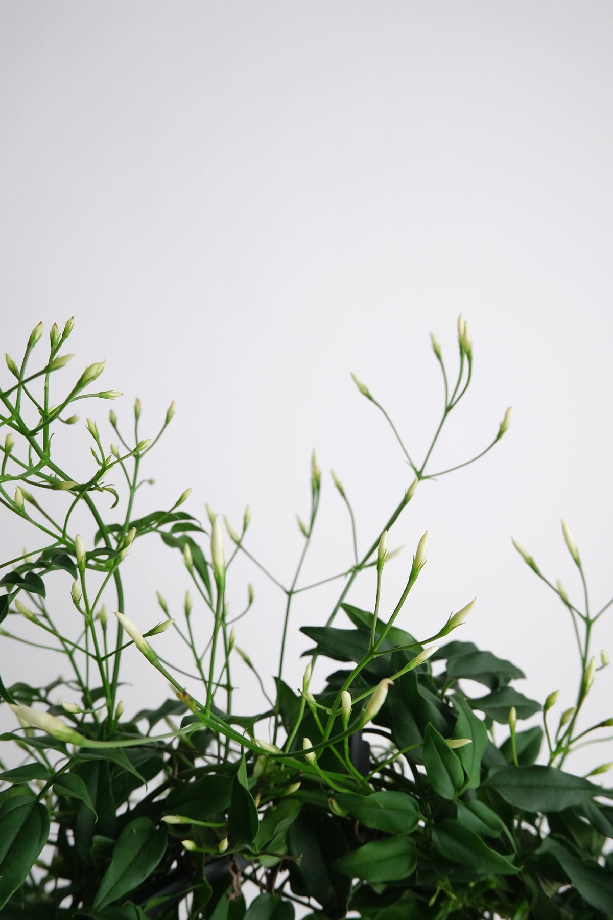 Jasmin Polyanthum