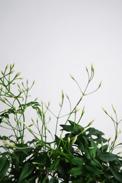 Jasmin Polyanthum