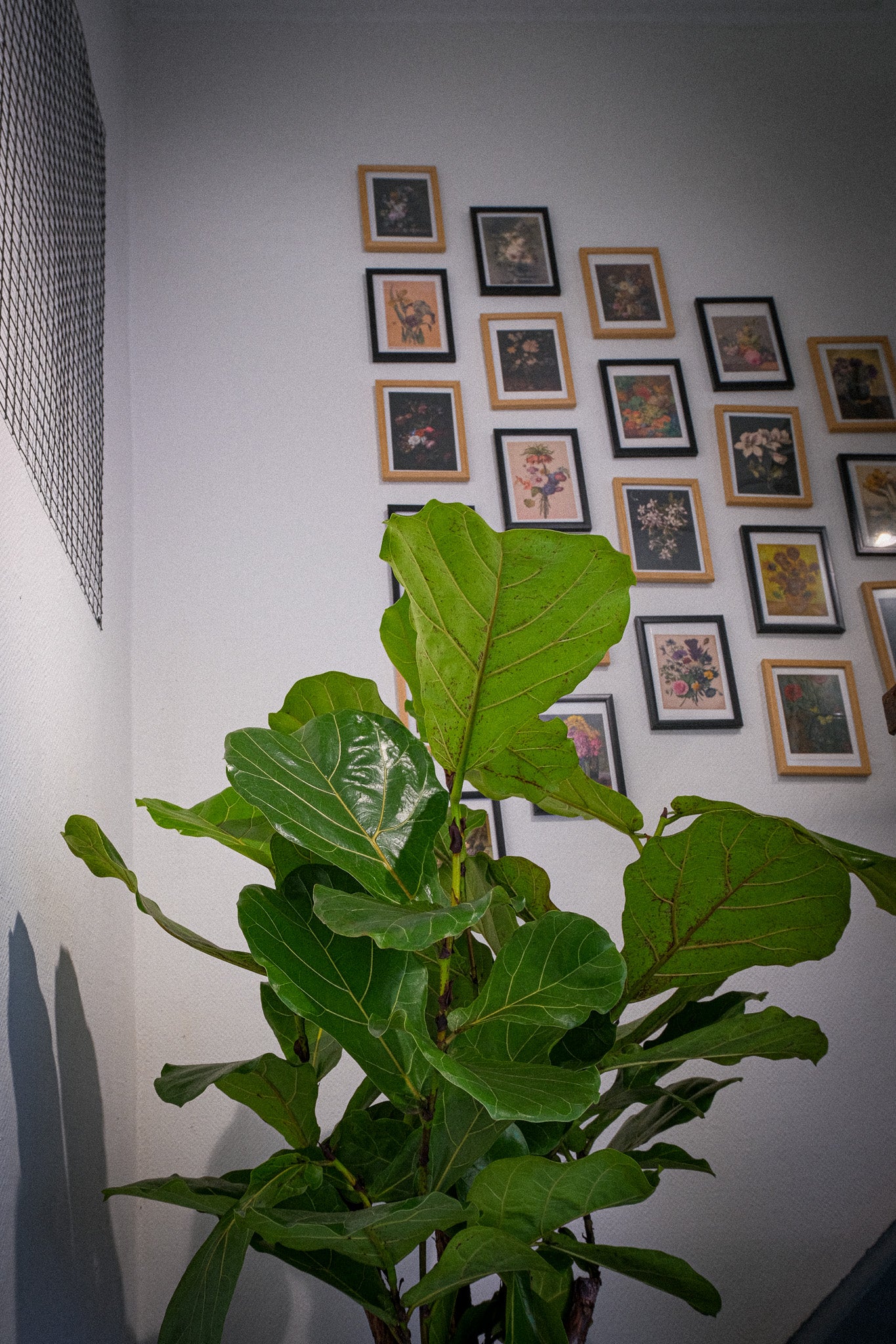 Ficus Lyrata Branched - Image 2