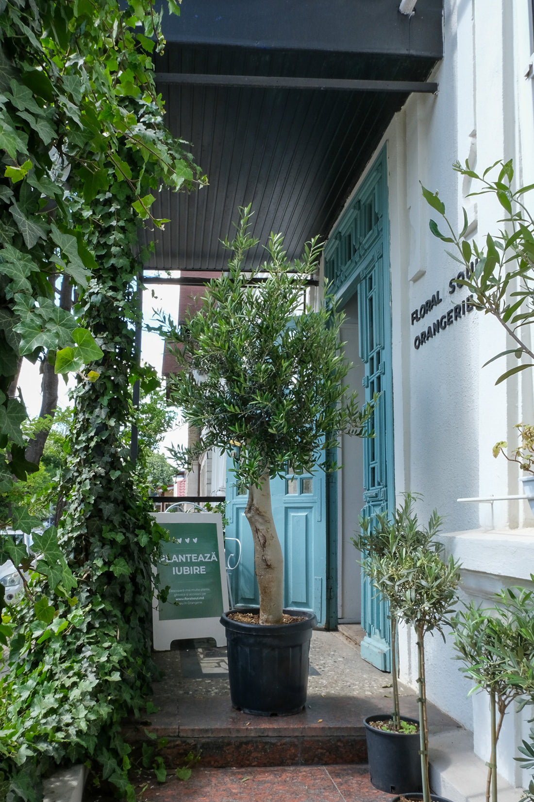 Maslin on Old Stem - Image 1