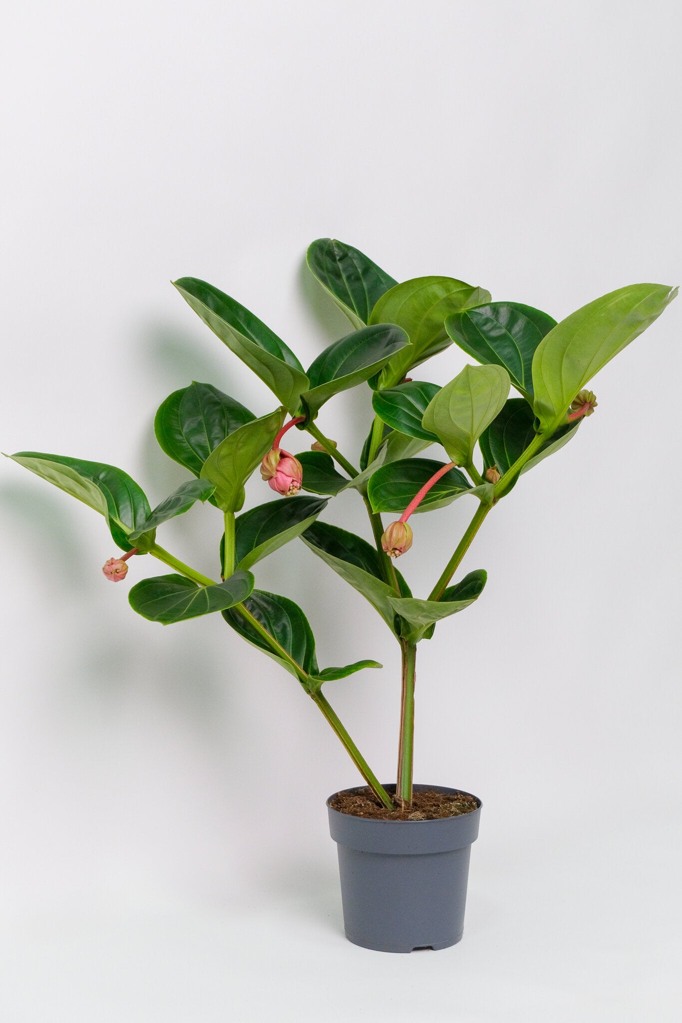 Medinilla magnifica - Image 1