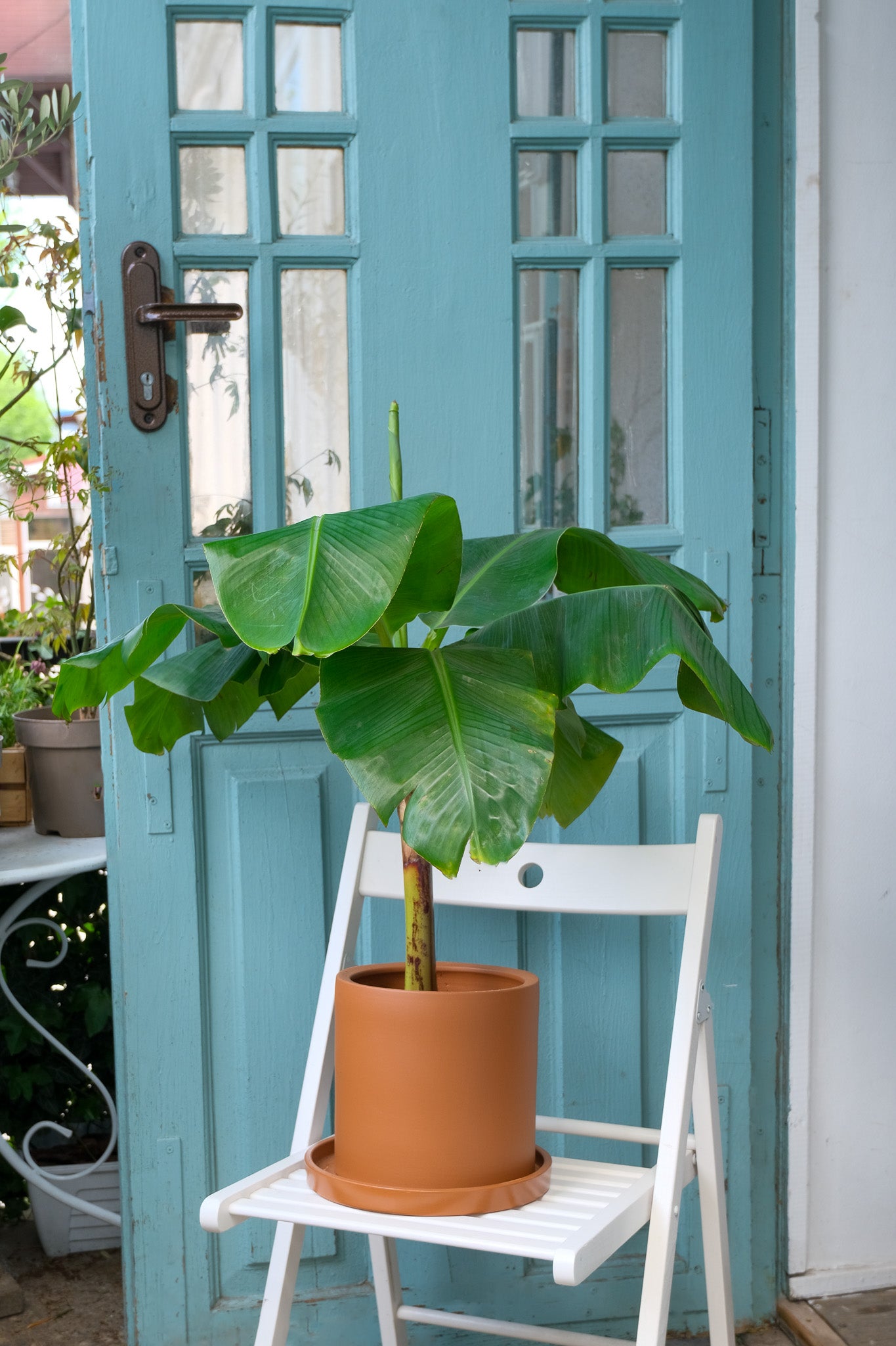 Musa Banana - Image 1