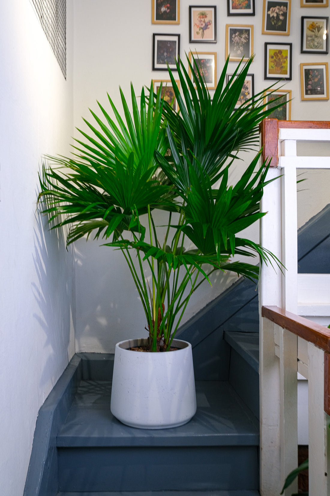 Livistona Rotundifolia - Image 1