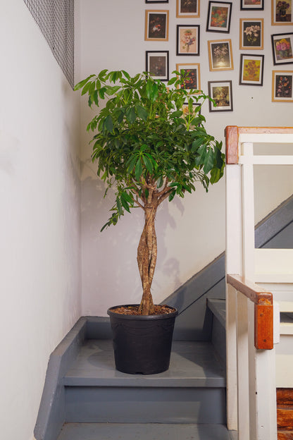 Schefflera Compacta - Image 1