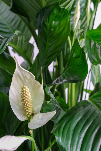 Spathiphyllum - Image 1
